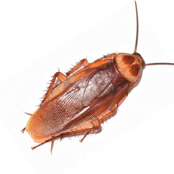 American-cockroach