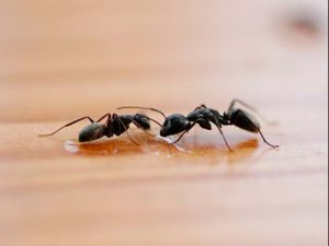 Black-House-Ants-300x225