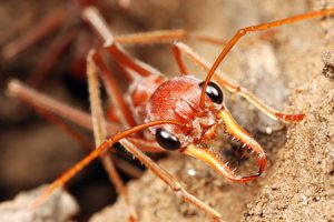 Bull-Ants--300x200