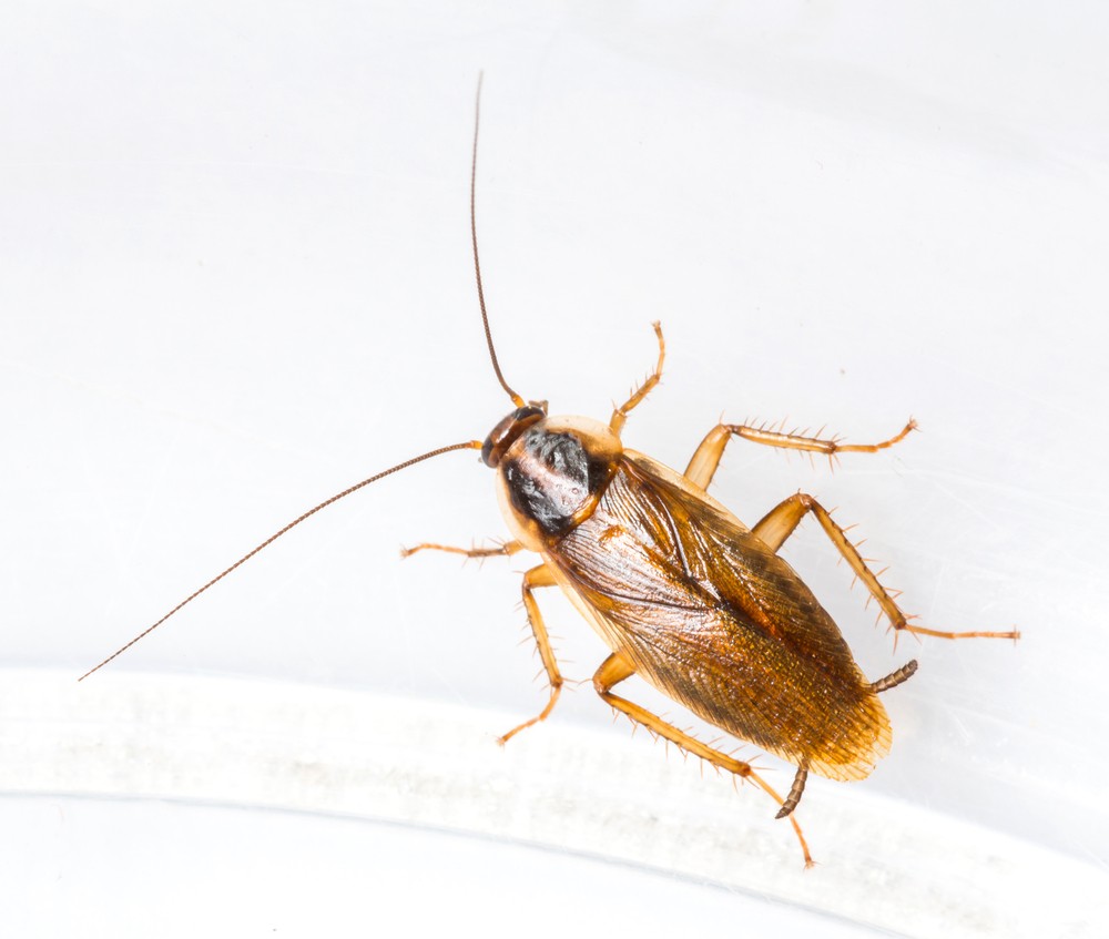 German-Cockroach-1