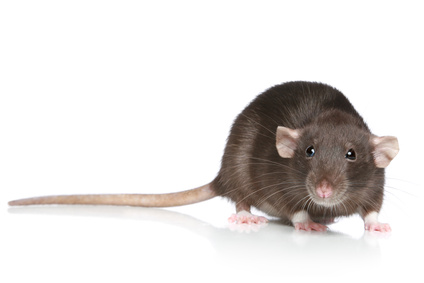 Brown Rat
