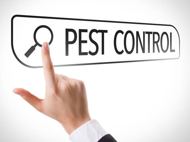 Pest Control search bar