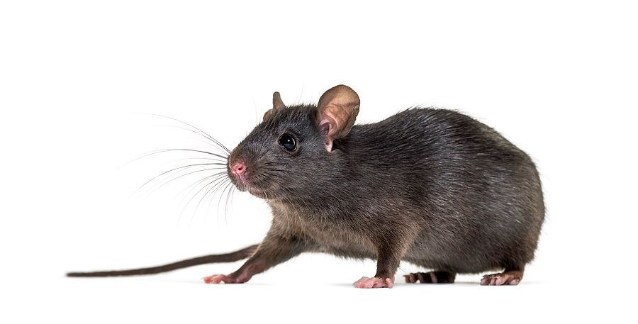 Roof-Rats