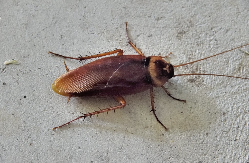 australian-cockcroach