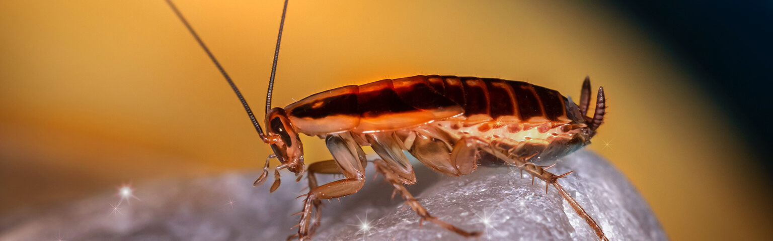 cockroach