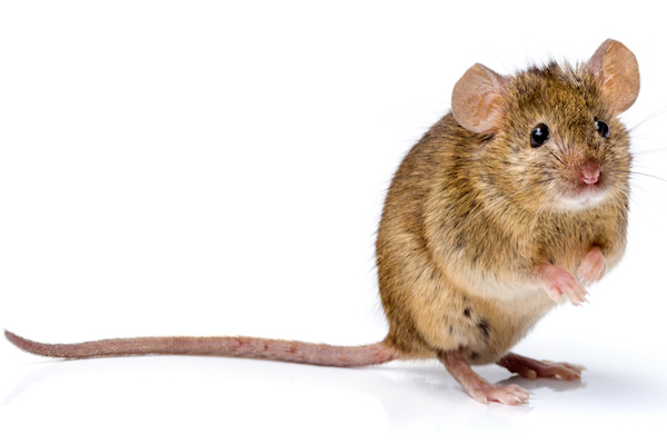 house-mouse