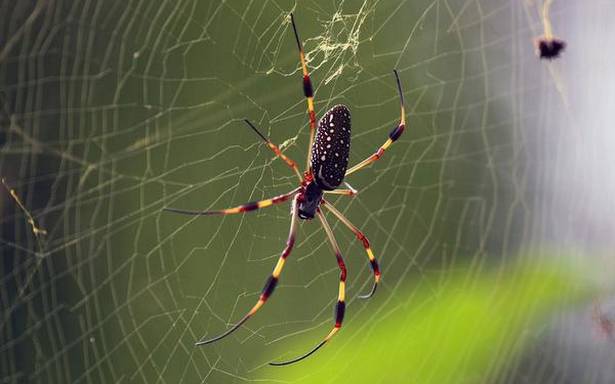 spiders