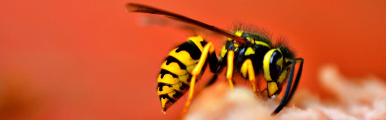 wasp-image