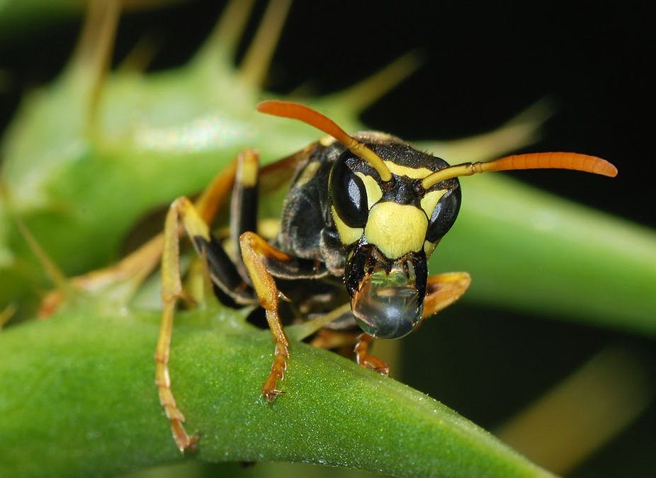 wasps