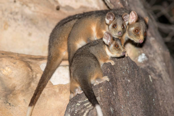 Ring-tailed Possum family