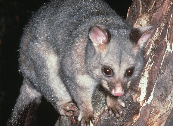 common_brushtail